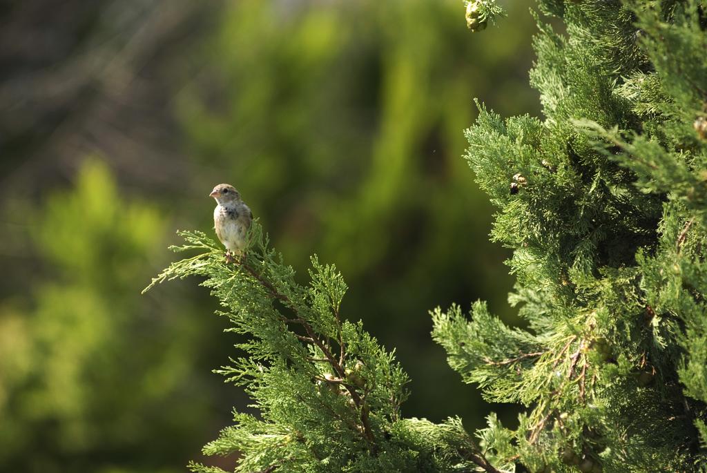 Imagine Hotel Kriopigi Beach