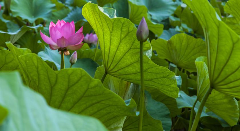 Imagine Hotel Nufarul