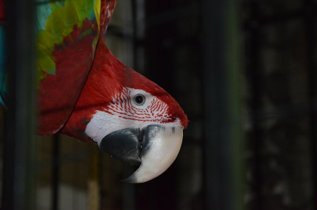 Imagine Bicaz Pirates  Resort Mamaia